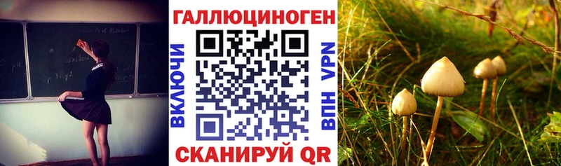 цены   Волгоград  Псилоцибиновые грибы Psilocybe 